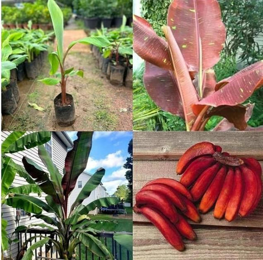 Red Banana Seeds (Pack of 2)