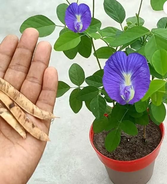 Aparjita Seeds Mixed Hybrid Colors (Pack of 1)