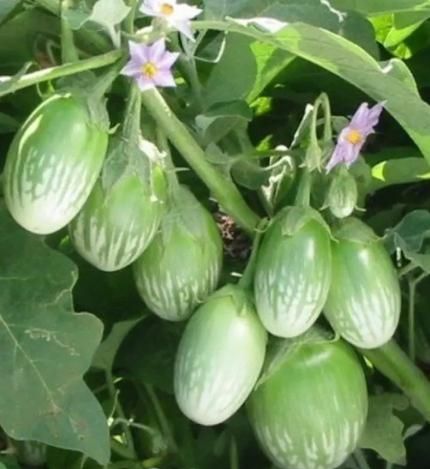 Thai Eggplant Seed (Pack of 50) with Plant Growth Serum