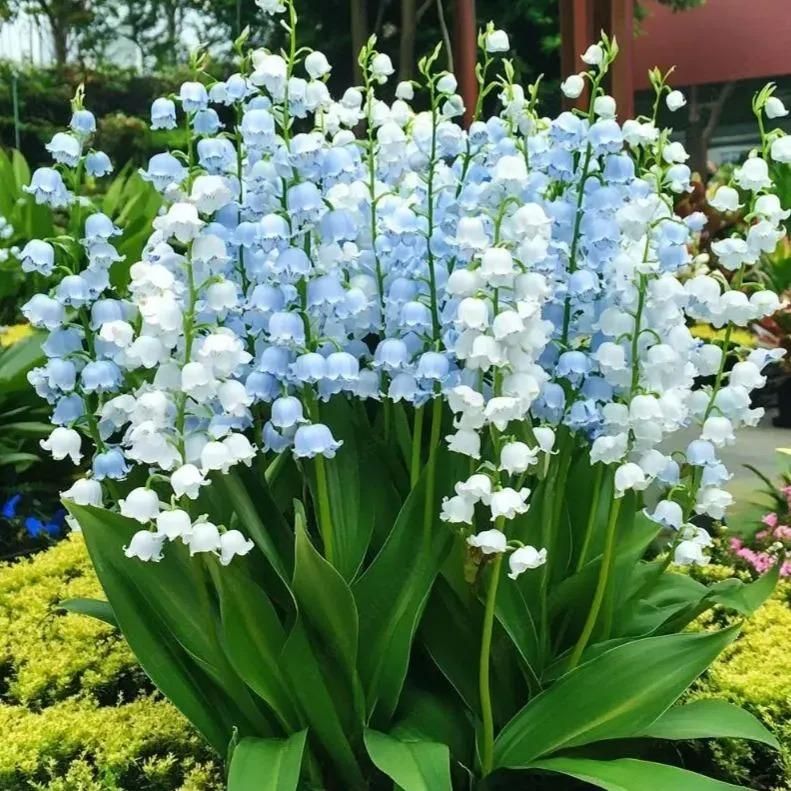 LILY OF THE VALLEY?HAPPINESS ARRIVES  Seeds (Pack of 1)