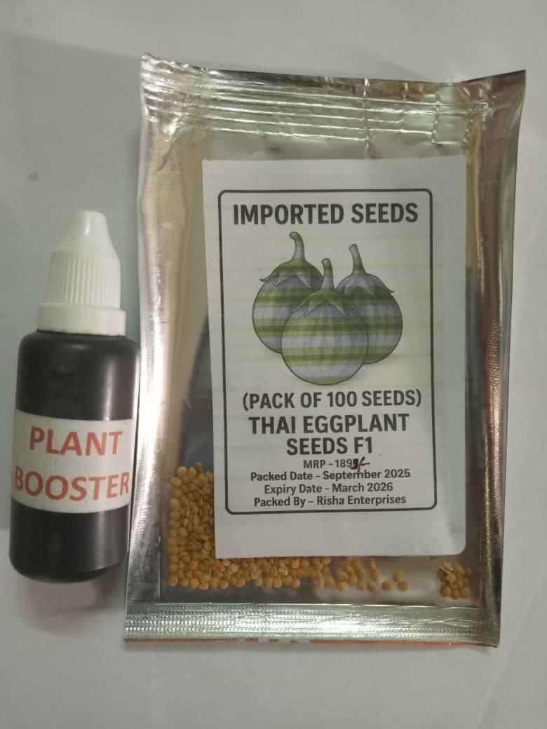 Thai Eggplant Seed (Pack of 50) with Plant Growth Serum