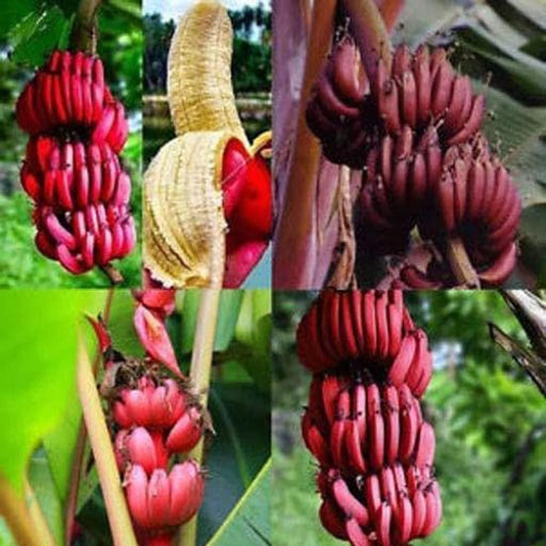 Red Banana Seeds (Pack of 2)